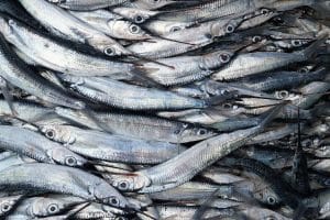 l'Islande et la Namibie face au scandale du « poisson pourri »